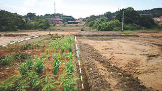 江西某鎮重金屬污染農田土壤修複試驗示範項目